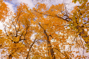 Colorful fall leaves Ottawa Autumn
