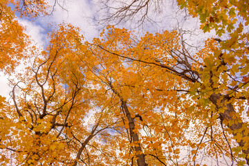 Colorful fall leaves Ottawa Autumn