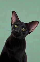 A black Oriental Shorthair cat tilts its head slightly while sitting against a green background....