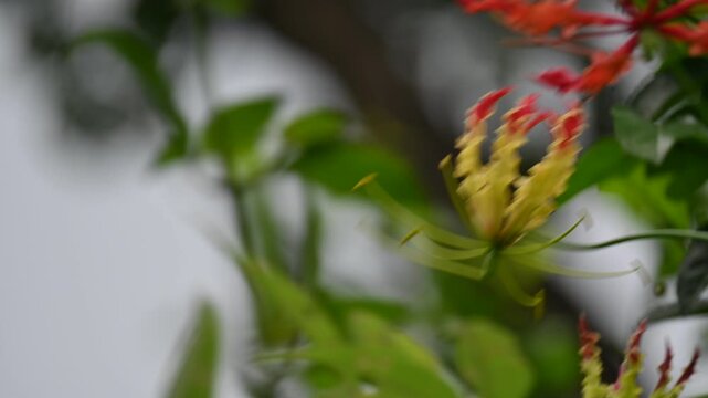 Gloriosa superba flower. Its species of flowering plant in family&nbsp;Colchicaceae. Its Common names&nbsp;flame lily, climbing lily,&nbsp;creeping lily,&nbsp;glory lily, gloriosa lily,&nbsp;tiger claw flower and&nbsp;fire lily.