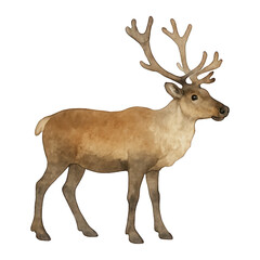 Fototapeta premium PNG Elegant watercolor reindeer illustration.