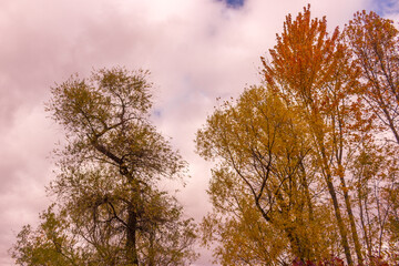 Colorful fall leaves Ottawa Autumn