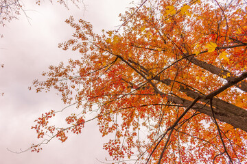 Colorful fall leaves Ottawa Autumn