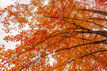 Colorful fall leaves Ottawa Autumn