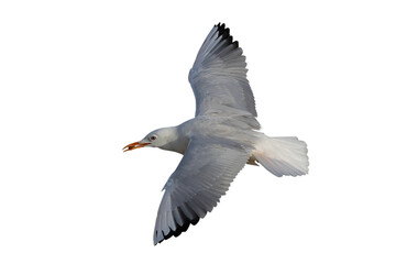 Slender-billed Gull flying and eating food isolated on transparent background png file