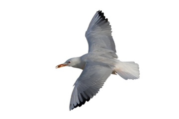 Slender-billed Gull flying and eating food isolated on transparent background png file