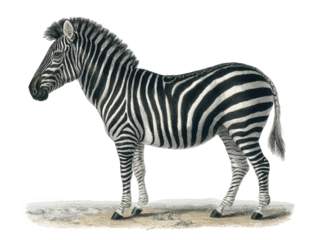 plains zebra vintage natural history illustration, hand-colored engraving style, full-body full-body lateral view