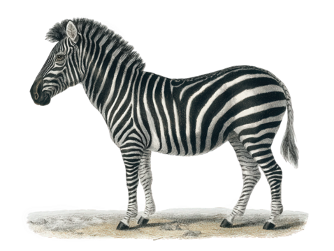 plains zebra vintage natural history illustration, hand-colored engraving style, full-body full-body lateral view