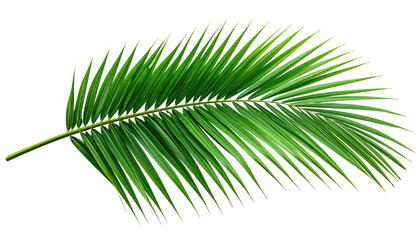 Obraz premium Elegant, arching palm frond with vibrant green color, detailed