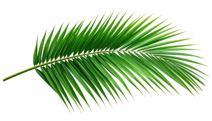 Elegant, arching palm frond with vibrant green color, detailed