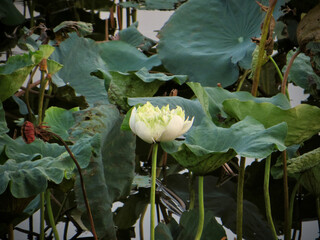 White Lotus Blossom in Lush Green Foliage on West Lake in Hanoi, Vietnam