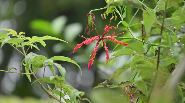 Gloriosa superba flower. Its species of flowering plant in family&nbsp;Colchicaceae. Its Common names&nbsp;flame lily, climbing lily,&nbsp;creeping lily,&nbsp;glory lily, gloriosa lily,&nbsp;tiger claw flower and&nbsp;fire lily.