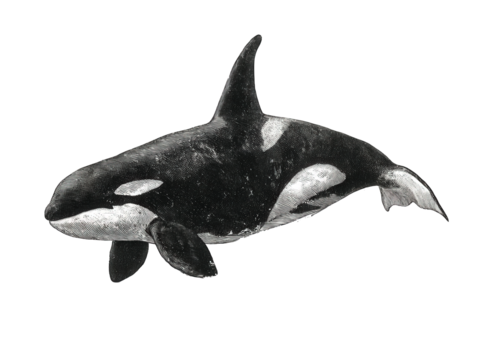 orca vintage natural history illustration, hand-colored engraving style, full-body lateral swimming pose