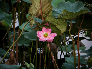 Single Pink Lotus Amid Wild Leaves on West Lake in Hanoi, Vietnam