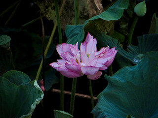Pink Double-Petal Lotus Bloom on Dark Water on West Lake in Hanoi, Vietnam