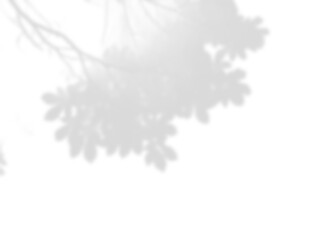 Crisp Buckeye Leaf Shadow Overlay