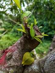 young tree growing on a tree