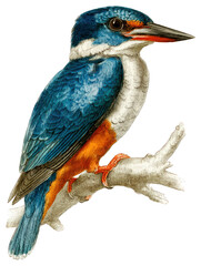 Obraz premium kingfisher vintage natural history illustration