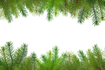 Vibrant green pine branches create a cheerful border, isolated, PNG
