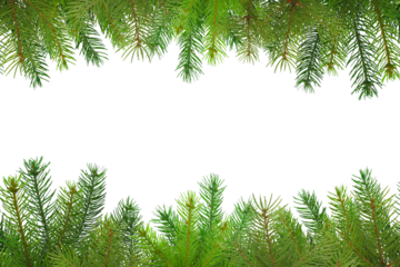Vibrant green pine branches create a cheerful border, isolated, PNG