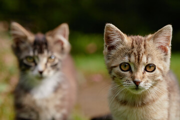 Two young tabby cats standing outdoors, one kitten in foreground looking directly at camera, second kitten in background slightly out of focus