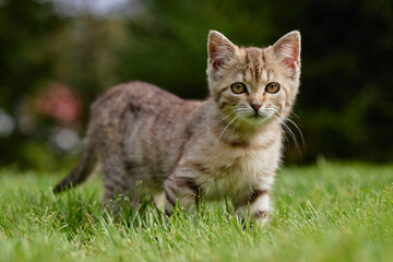 Young tabby kitten standing on grass looking at camera, ears perked up, outdoor setting with green blurred background