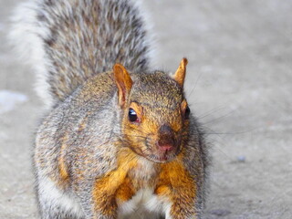 Gray squirrel on green grass collecting food in autumn park