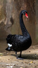 Regal black bird with red beak, standing gracefully in its habitat