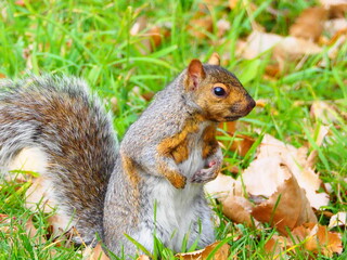 Gray squirrel on green grass collecting food in autumn park