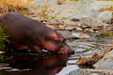 Serengeti National Park, Tanzania: Hippo Dipping in the River