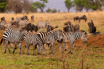 Fototapeta premium Serengeti National Park, Tanzania: Zebra and Wildebeest Herd Grazing on the African Savanna