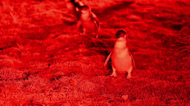 little penguin, Eudyptula minor, smallest species of penguin native to, Australia and New Zealand, living in colony along the coastline of Tasmania at Stanley illuminated by dim red light.
