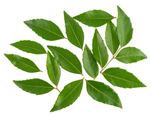 Fototapeta premium Dried Curry Leaves Isolated on White Background