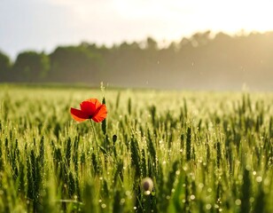 Red flower field (1)