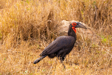 Serengeti National Park, Tanzania: Southern Ground Hornbill in the Dry Savannah © rabbitholephoto