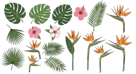 Naklejka premium Hand-drawn tropical leaves and exotic flowers set, featuring Monstera, hibiscus, and bird of paradise on a white background.