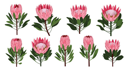 Botanical illustrations featuring a variety of blooming pink protea flowers with lush green leaves and sturdy stems, isolated on white.