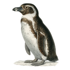 Naklejka premium penguin vintage natural history illustration