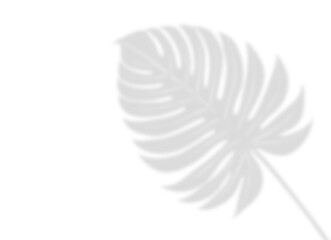 Realistic Monstera Leaf Shadow Overlay for Design
