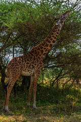 Fototapeta premium Serengeti National Park, Tanzania: Giraffe Reaching for Acacia Leaves in the Savanna
