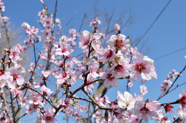 Fototapeta premium アーモンドの花