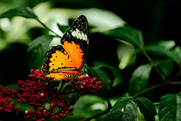Lacewing butterfly perched on red tropical flowers surrounded by vivid green leaves