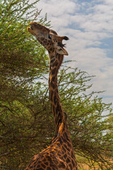 Serengeti National Park, Tanzania: Giraffe Reaching for Acacia Leaves © rabbitholephoto