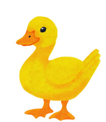 Cute little yellow duck