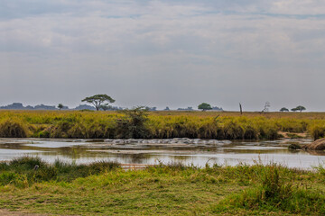 Serengeti National Park, Tanzania: A Hippopotamus Herd Cooling in the River.