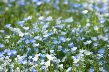 ネモフィラの花畑