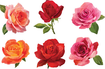 set of roses vector illustration