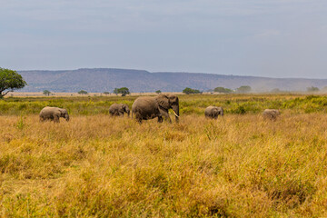 Serengeti National Park, Tanzania: African Elephant Herd Grazing in the Golden Savannah During Dry Season
