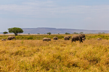 Serengeti National Park, Tanzania: Elephant Herd Grazing in the Golden Savanna.