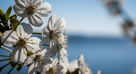 white magnolia flowers